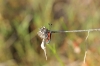 Zygaena sp.