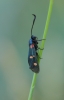 Zygaena sp.