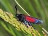 Zygaena sp.
