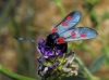 Zygaena sp.