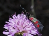 Zygaena sp.