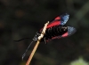Zygaena sp.