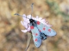 Zygaena sp.