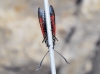 Zygaena sp.