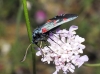 Zygaena sp.