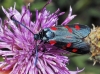 Zygaena sp.
