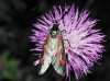 Zygaena sp.