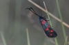 Zygaena transalpina