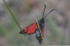 Zygaena transalpina