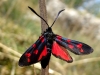 Zygaena transalpina