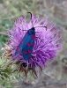 Zygaena transalpina