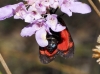 Zygaena transalpina