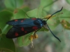 Zygaena trifolii