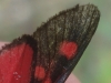 Zygaena trifolii