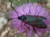 Zygaena trifolii