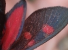 Zygaena trifolii