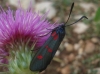Zygaena trifolii