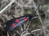 Zygaena trifolii