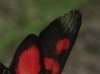 Zygaena trifolii