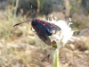Zygaena trifolii