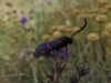 Zygaena trifolii