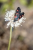 Zygaena trifolii