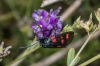 Zygaena trifolii