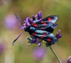 Zygaena trifolii
