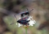 Zygaena trifolii
