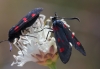 Zygaena trifolii