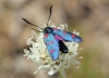 Zygaena trifolii