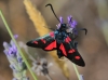 Zygaena trifolii