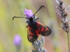 Zygaena trifolii