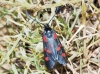 Zygaena trifolii