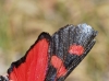 Zygaena trifolii