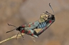 Zygaena cf. trifolii