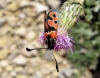 Zygaena fausta