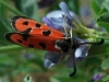 Zygaena hilaris