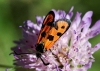 Zygaena hilaris