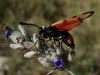Zygaena ignifera Zygaena ignifera
