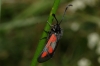 Zygaena nevadensis Zygaena nevadensis