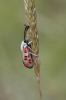 Zygaena rhadamanthus Zygaena rhadamanthus