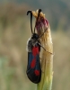 Zygaena sarpedon