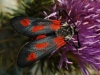 Zygaena sarpedon