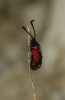 Zygaena sarpedon