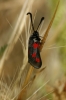 Zygaena sarpedon
