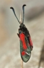 Zygaena sarpedon