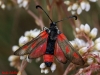 Zygaena sarpedon