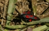 Zygaena sarpedon
