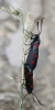 Zygaena sp.